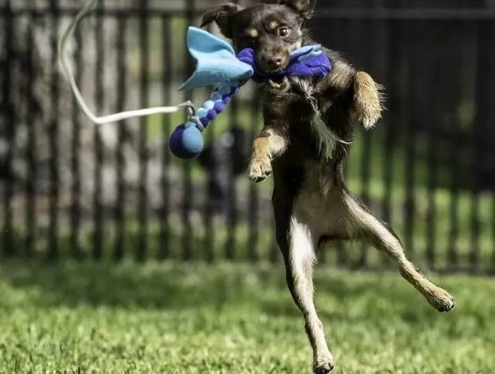 Your Dog Would Love This DIY Toy