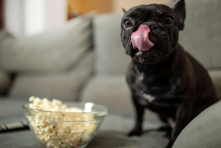 Use Popcorn to Teach the Game of Fetch