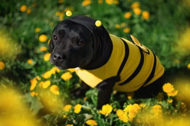 What to Do if Your Dog Gets Stung by a Bee
