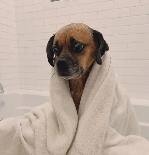 How to Towel-Test for Fleas