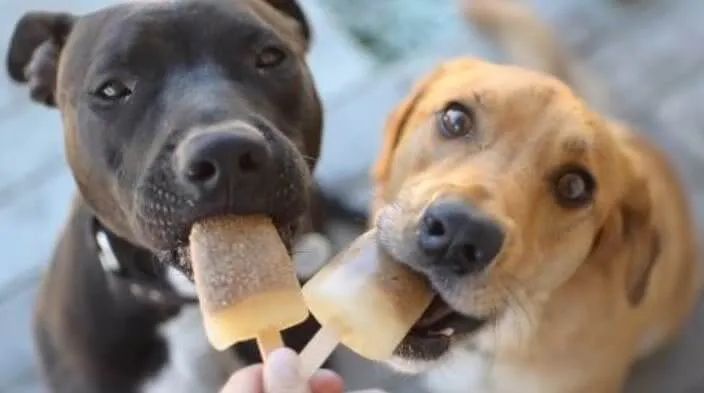 Homemade Doggy Ice Pops Are the Best Summer Treat