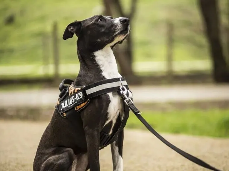 Is a Chest Leash/Harness Really All That Better?