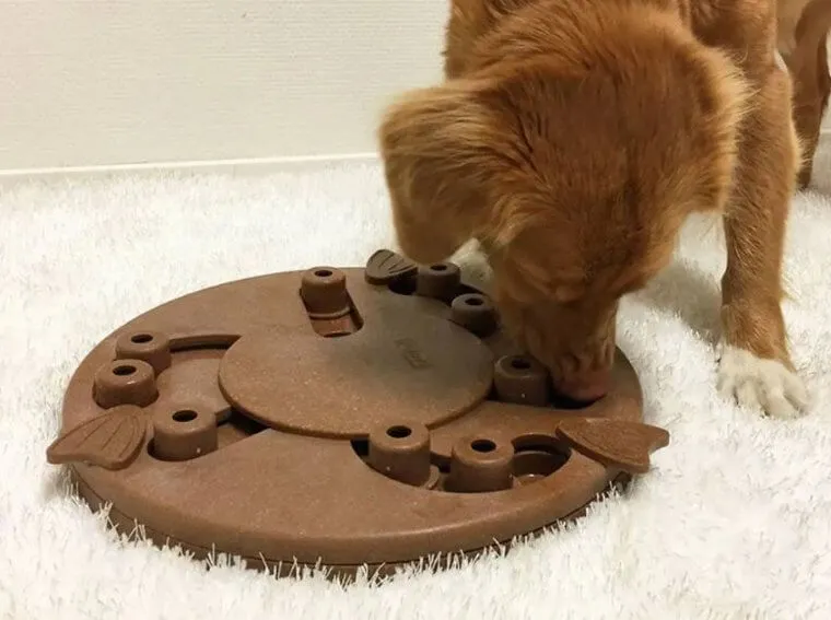 Try Out Dog Puzzles