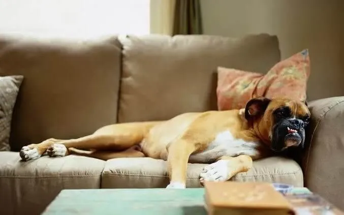 How to Remove Drool Stains With Basic Cleaning Products