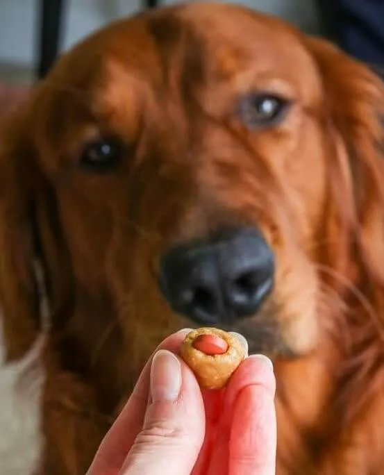 Hide Your Dog's Medicine in Strong-Smelling Food